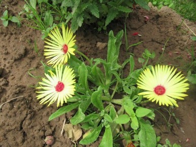 Хрустальная ромашка: когда сеять и как ухаживать за волшебным однолетником