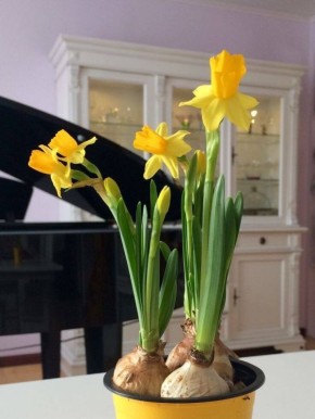 Секреты ухода за нарциссами: как сохранить их красоту и здоровье