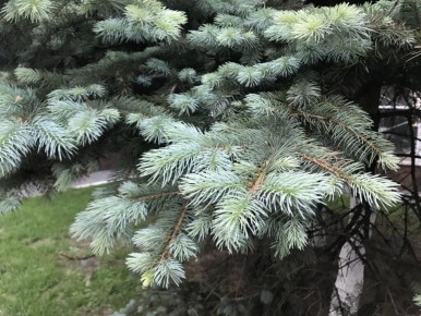 ���������: ��������� ��������� ������ ��������