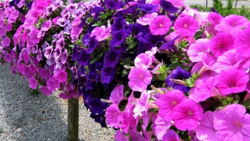 ������� ������ ����: �������� ��� ��� ������ ����