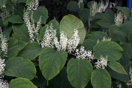 ����� ������ ��� ���: ������� ������ ����������� ��������� �������