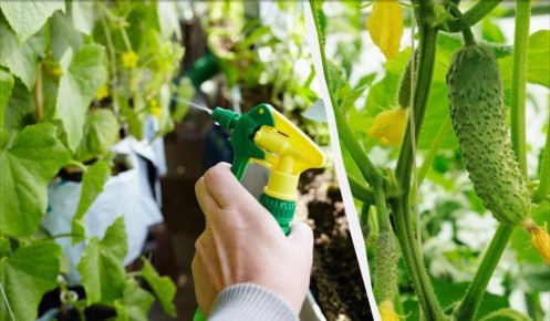 ������� ��� �������: ������ ������ � ����� ��������