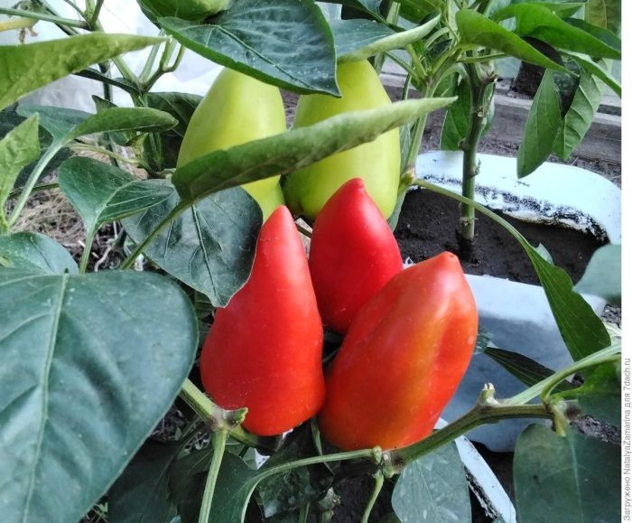Сибирский карлик: компактный перец с крупным урожаем