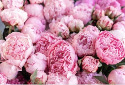 Уход за пионами: весенние секреты для яркого цветения