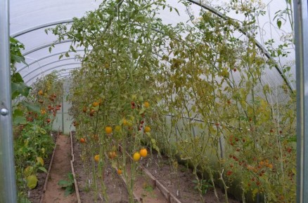 Осенние заботы в теплице: как подготовиться к новому сезону