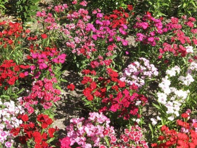 Как создать уютный и просторный сад: избегаем распространённых ошибок