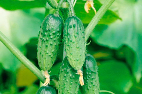 Огурцы Карапуз: Оптимальный выбор для вашего огорода