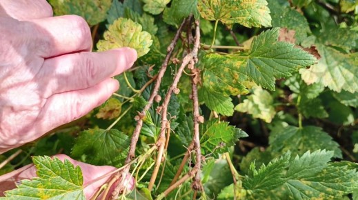 Как справиться с почковым клещом на смородине осенью: шаг за шагом