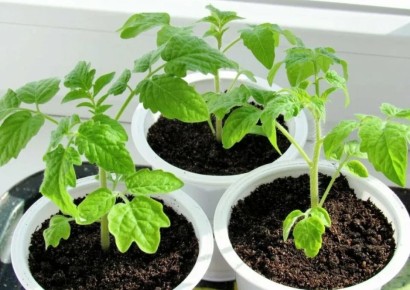 ��� ������ ������� �� ������ �����: ���������������� ������ � ������