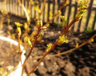 ������ �� ������� ���� �� ��������� ����� ���������� ������