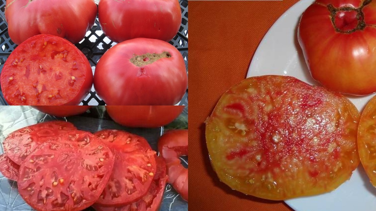 Семь лучших сортов мясистых томатов для каждого огородника