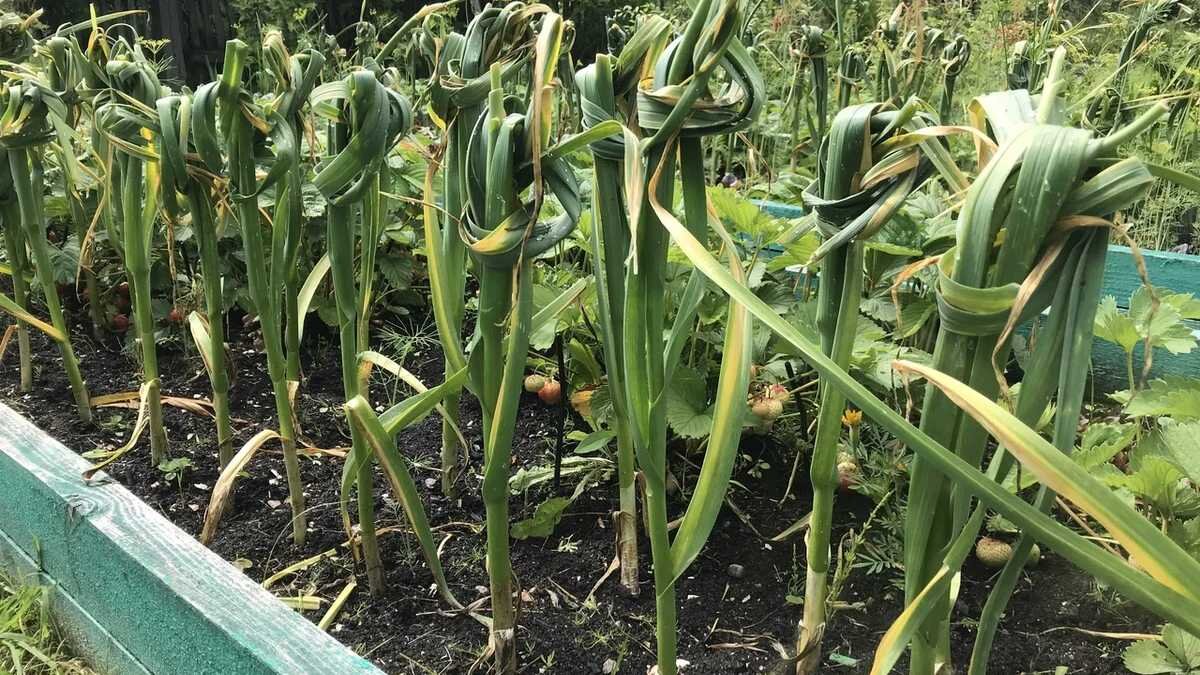 Чеснок в узле: старинный секрет для богатого урожая