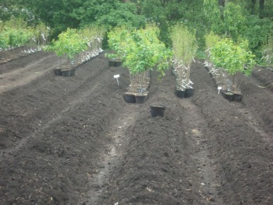 ����� ����� ������ �������: ����� ��� �����?