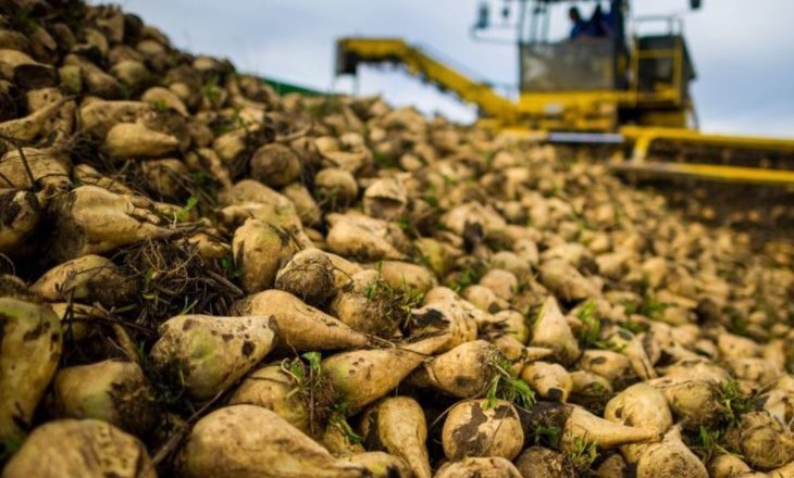 Из жома сахарной свеклы: новое слово в экопродукции