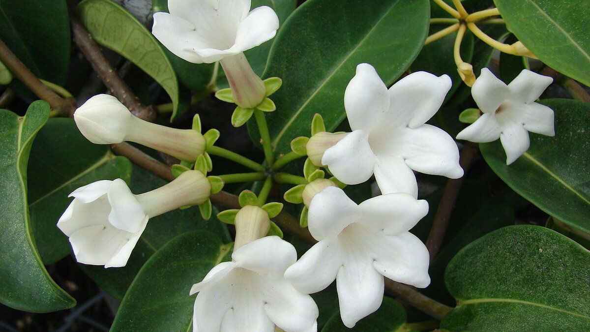 Забота о комнатных растениях: секреты здоровья и красоты