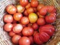 Сортов помидоров, которые просто необходимо вырастить в огороде