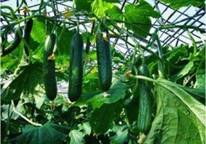 ������������������ �������: ����������� � ������� ��������� �����������