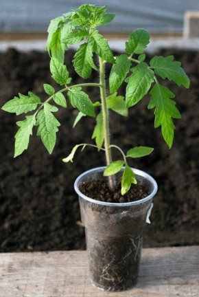 ��� �� ��������� ������� �������: 3 ������� ���������