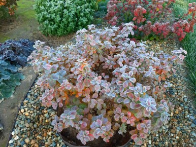 ����� ������� �������: ��������, ������� �� ������ ������