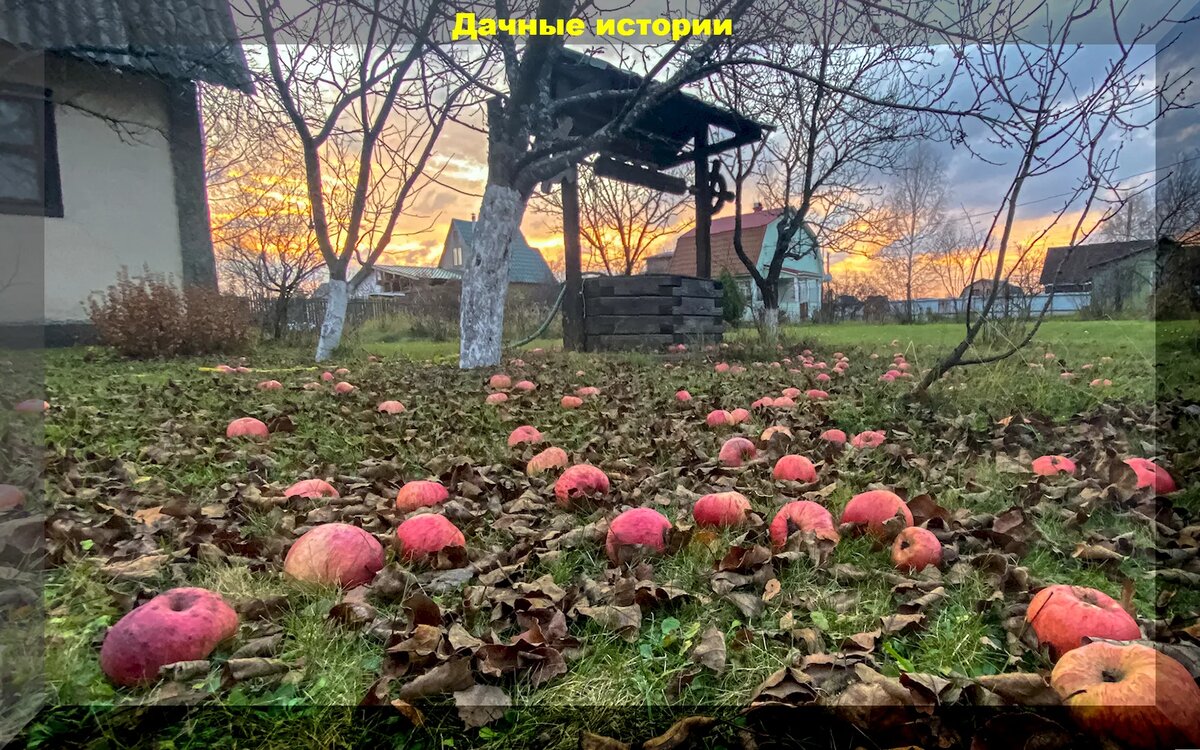 Как успешно завершить дачный сезон: важные советы для садоводов