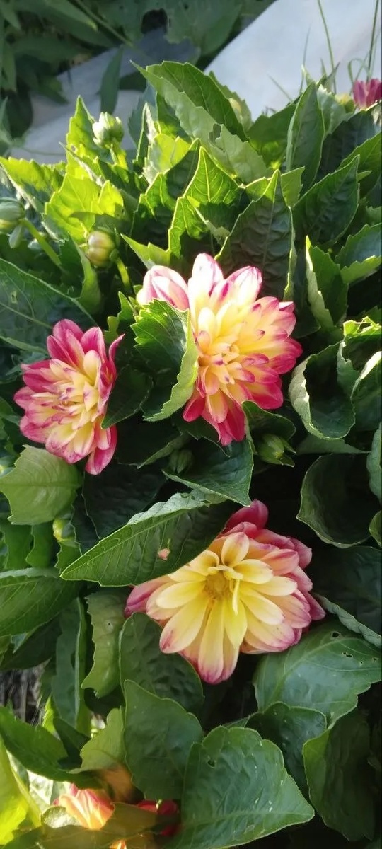 Георгины: секреты успешной посадки и ухода в открытом грунте