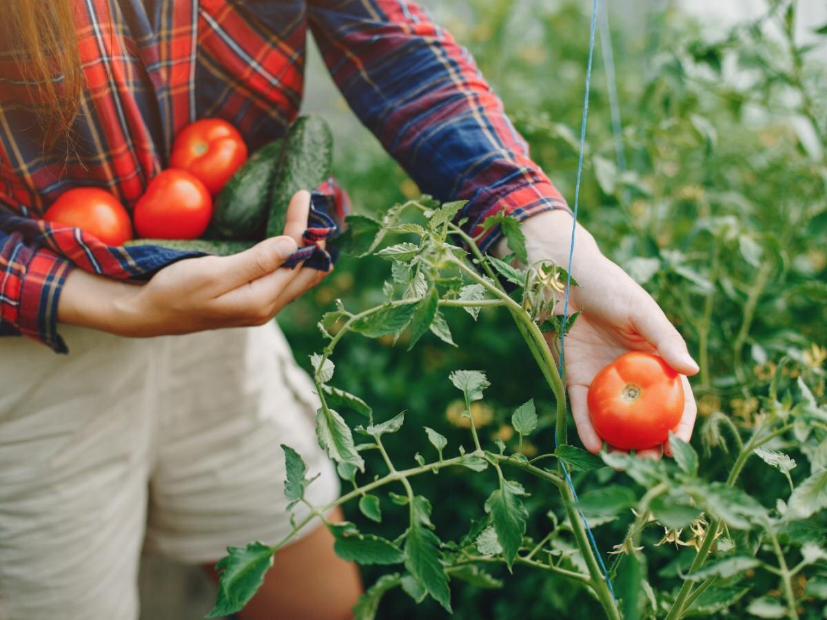 Как позаботиться о помидорах на этапе налива плодов: важные советы