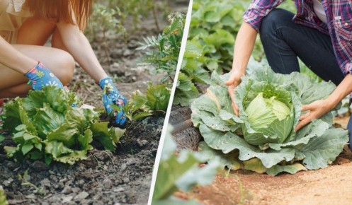 ����������� �������� ������ ������ �� �������: ��� ������������ ��� ������