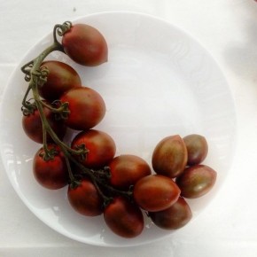 Томат Сказочный гранат: необычный внешний вид и вкус для вашего огорода