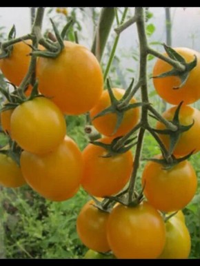 Томат Каскад солнечный: как вырастить вкусные оранжевые плоды