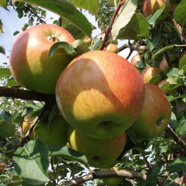 Яблоня Жилинское: идеальный летний сорт для любителей крупных яблок
