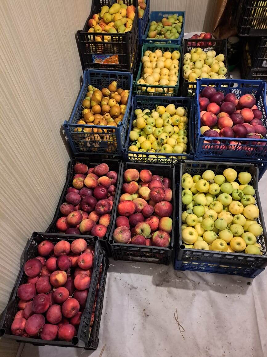 Как справиться с червивыми яблоками и грушами: эффективные советы