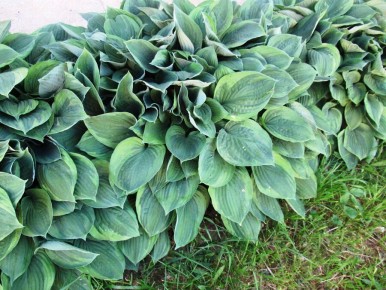 Как правильно ухаживать за хостами в июне: советы по подкормке и защите