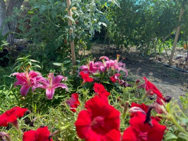 Как украсить дорожки на участке с помощью растений