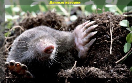 ��� ���������� � ������� � ����: ������ � ������