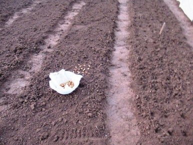 Зимняя посадка лука: секреты успеха и советы по мульчированию