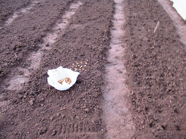 Зимняя посадка лука: секреты успеха и советы по мульчированию