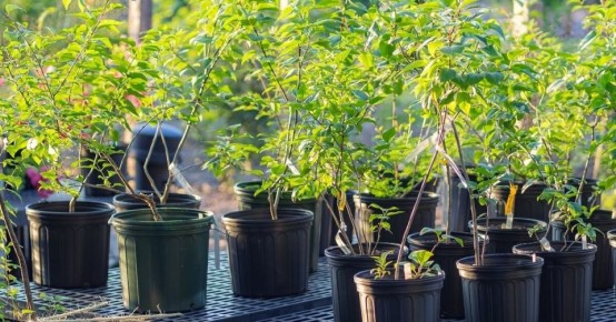 Как расшифровать маркировку саженцев: ключ к успешному садоводству