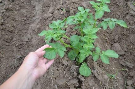 ��� ���������� ��������� �������� ������ � ����: ������ �� ����� � ���������