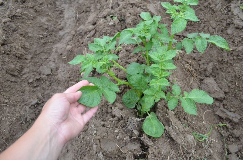 Как обеспечить картофелю обильный урожай в июне: советы по уходу и обработке