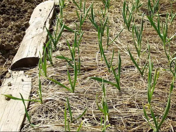 ������� ������� �������: ������ � ������ ��� ��������� ������