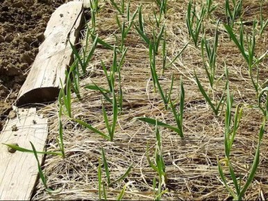 ������� ������� �������: ������ � ������ ��� ��������� ������