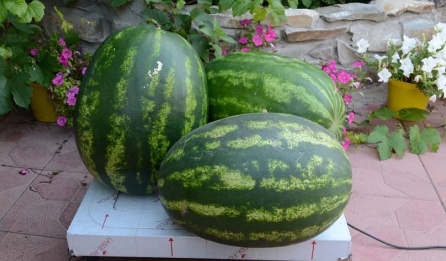 ��� ��������� ����� �� ����: ��� ����������� ������