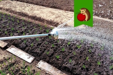 ��� ���������� �������� ������ �������� �����, �� ����� ���������