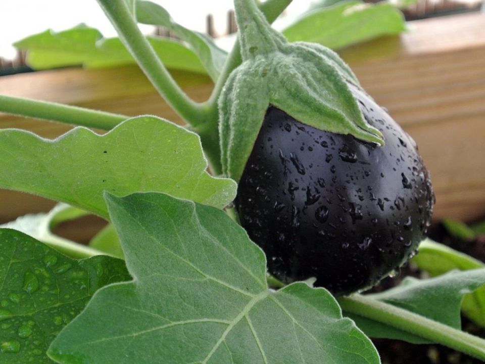 ������ ������ �� ����� �� ����������� � ����