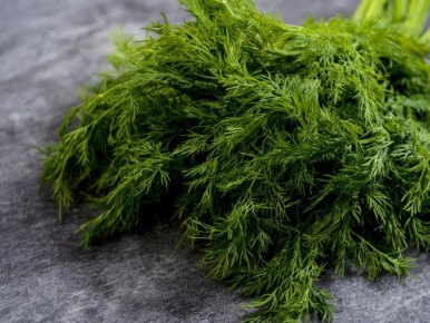 Укроп: Ваш идеальный спутник на огороде