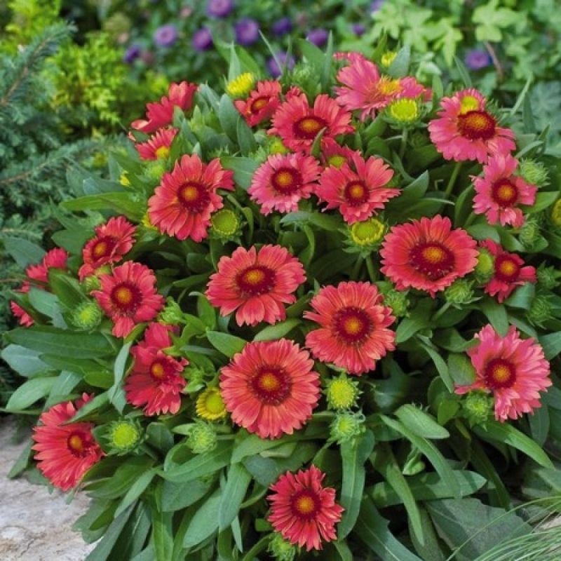 ������ �������� ������������ ������ ��� ������� � �����