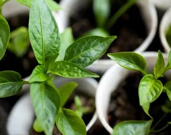 Как понять, почему рассада перца не растет: полезные советы