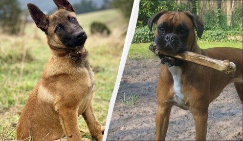 �������� �� �������: ����������� � �������� ����������� ����� �����