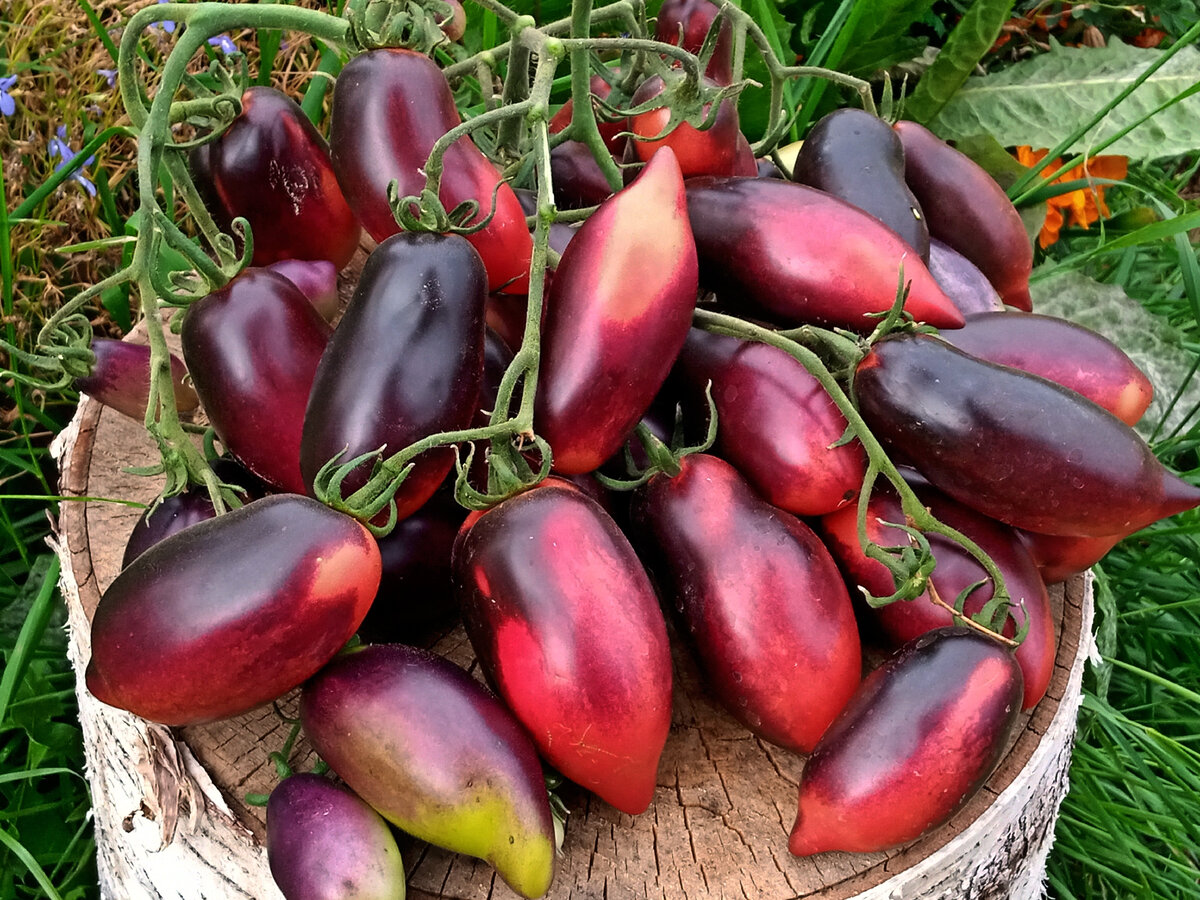 Сладкое удовольствиe: томат «Сливка Гурман» покоряет сердца садоводов