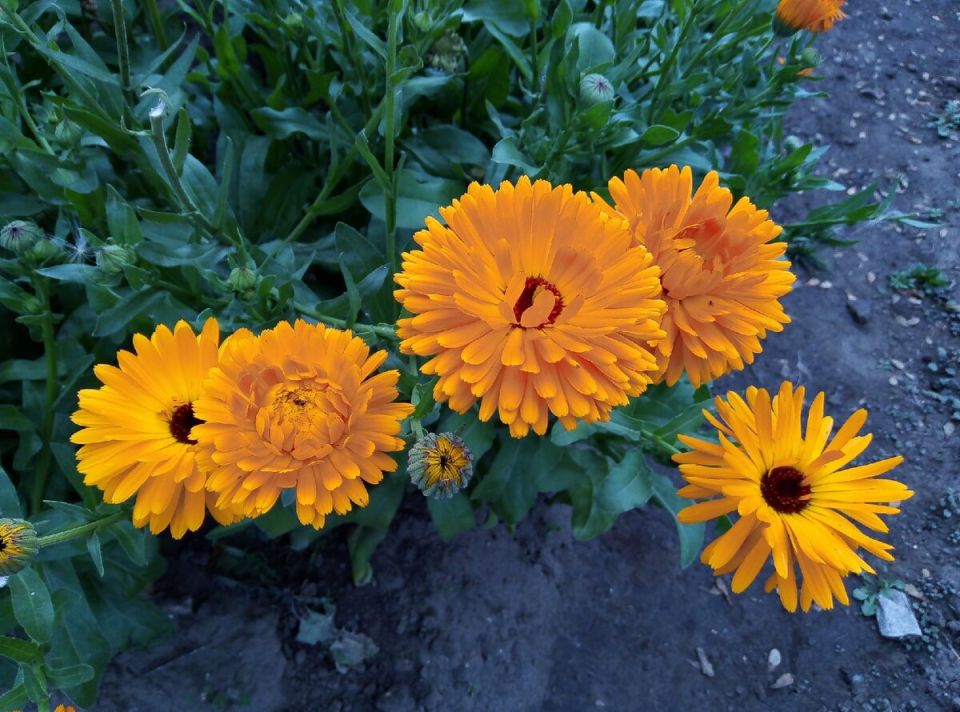 ���������: ������ � ���������� ����������